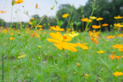 yellow flowers in the field