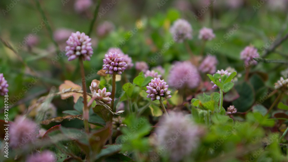 Flores violetas Flores violetas