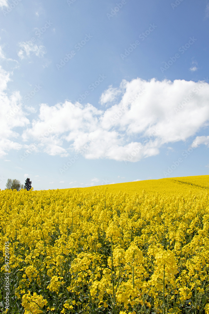 Canola crops in the Summertime.