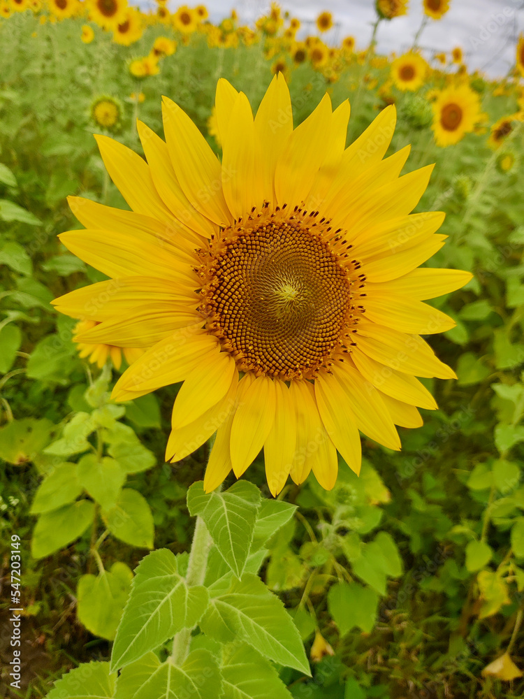 Sunflower fields