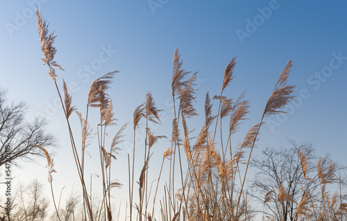 dry reeds in the winter in the wind