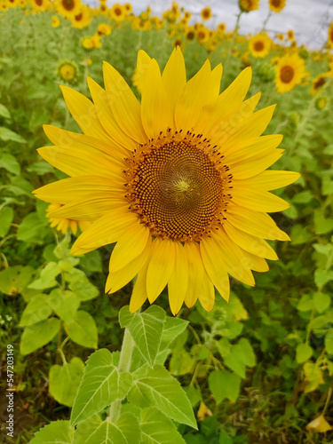 Sunflower fields