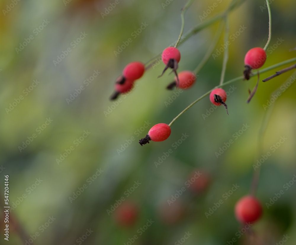 berries of rose hip in the forest. berries of rose hip in the forest.