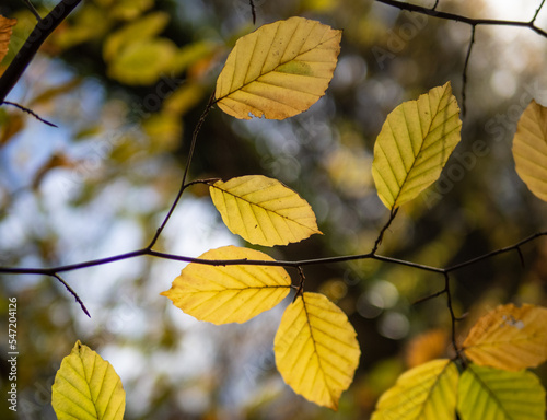 Autumn leaf in the forest.