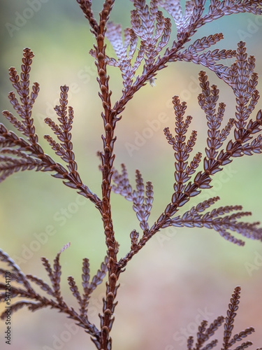 Autumn juniper needels in the forest photo