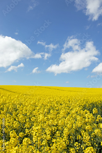 Canola crops in the Summertime. © Jenn's Photography 