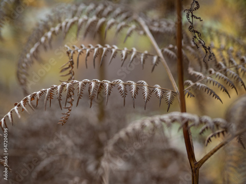 Autumn fern in the forest