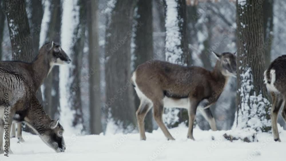 A herd of mouflon (Ovis gmelini) in a snowy forest A herd of mouflon (Ovis gmelini) in a snowy forest