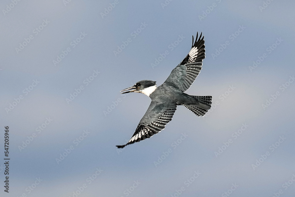 Obraz premium Kingfisher - Flight