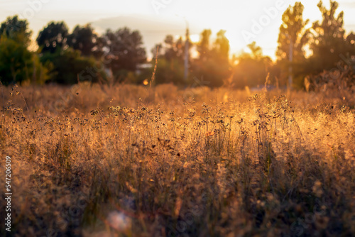 A field of flowers and in the background a forest of birches in summer in bright sunlight. Blurred background.