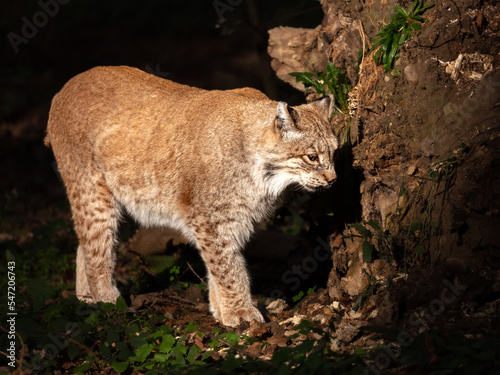 Catwalk - lynx in the limelight © MBSchmidt