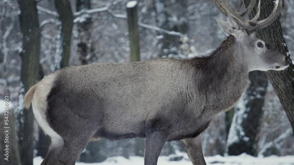 A large and beautiful red deer (Cervus elaphus) stag walking in a snowy forest A large and beautiful red deer (Cervus elaphus) stag walking in a snowy forest