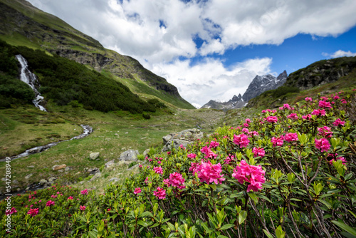 Alpenrosen in den Alpen (Montafon / Vorarlberg / Österreich)