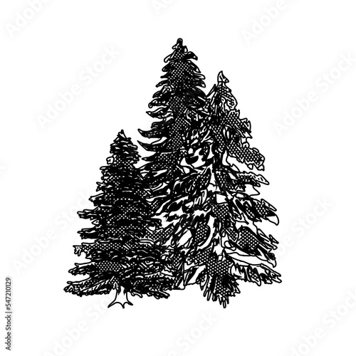 black and white drawing sketch of pine tree with transparent background