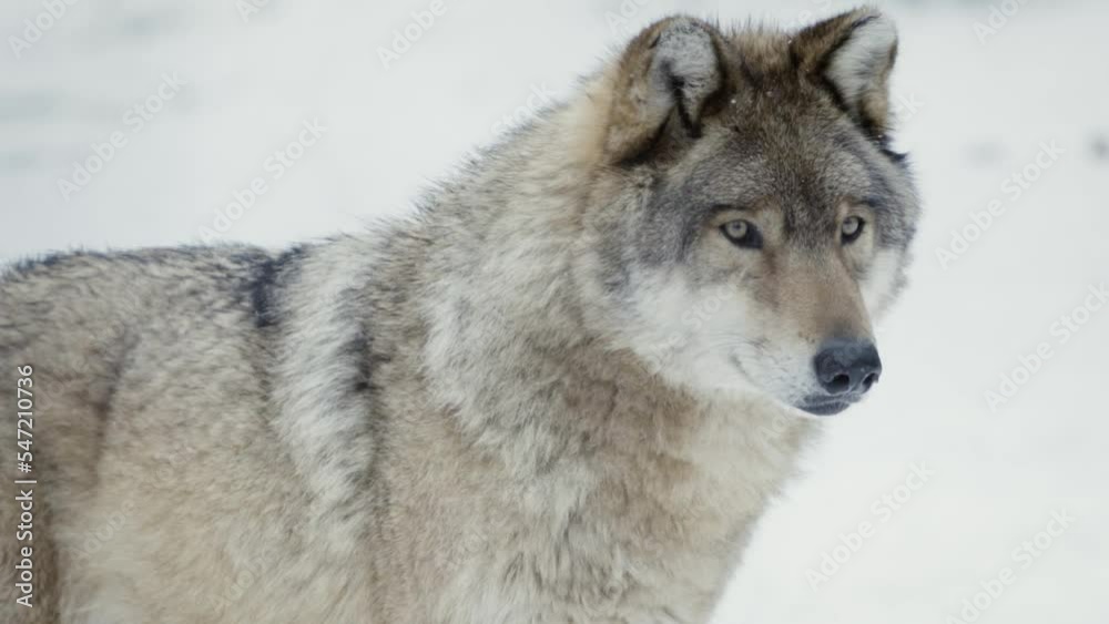 A wolf (Canis lupus) watching something in a snowy forest, close-up A wolf (Canis lupus) watching something in a snowy forest, close-up