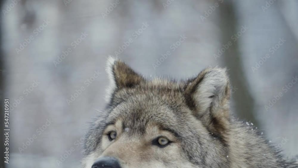 A wolf (Canis lupus) watching snowflakes in a snowy forest, close-up A wolf (Canis lupus) watching snowflakes in a snowy forest, close-up