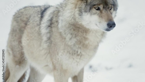 A wolf (Canis lupus) watching something in a snowy forest, close-up