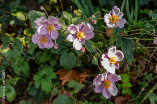 House with soft lilac flowers