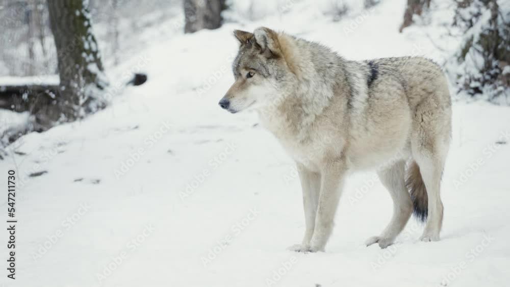 A male wolf (Canis lupus) posing in a snowy forest A male wolf (Canis lupus) posing in a snowy forest