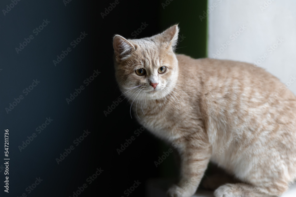 Portrait of a cute young cat at the window