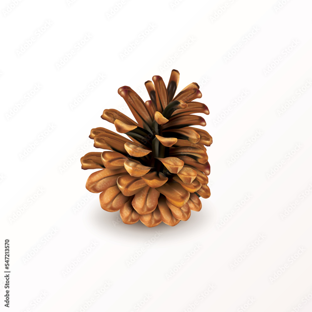 Realistic dry pine cone isolated on white background. Object for design ...