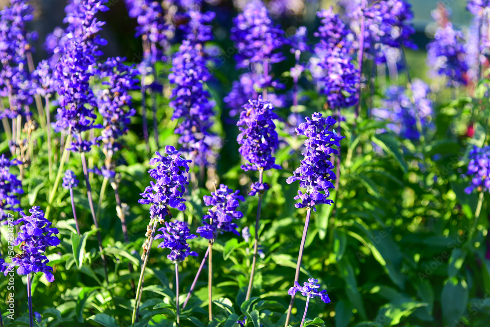 flowers in the garden flowers in the garden