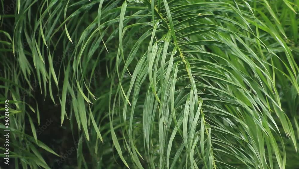 green grass in the wind, grass, green, nature, field, plant, agriculture, wheat, summer, spring, grain, crop, food, rice, farm, cereal, meadow, harvest, herb, growth, ear, wind, rye, rural, leaf, text green grass in the wind, grass, green, nature, field, plant, agriculture, wheat, summer, spring, grain, crop, food, rice, farm, cereal, meadow, harvest, herb, growth, ear, wind, rye, rural, leaf, text