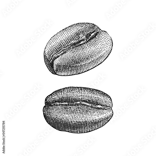 Vintage coffee beans hand-drawn illustration