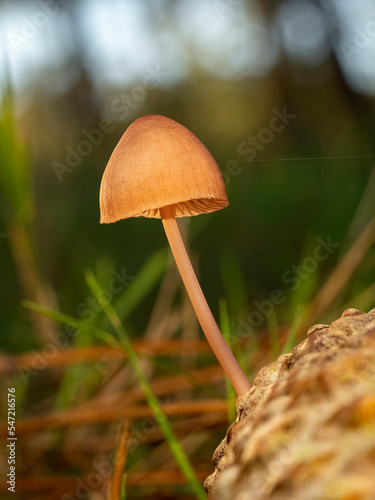 selective focus of pine cone mushroom (Mycena seynii) in the forest with blurred background photo