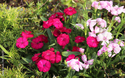 Spring sunny background with carnation (Dianthus caryophyllus) flower. Horizontal backdrop with clove pink and white flowers