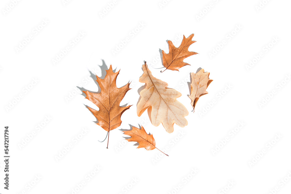 Autumn yellow oak leaves with shadow isolated on white background. Flat lay Autumn yellow oak leaves with shadow isolated on white background. Flat lay