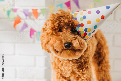 A small red poodle in a festive cap on a white background celebrates a birthday. Front view