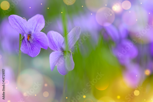 Flower bed with Common violets (Viola Odorata) flowers in bloom, traditional easter flowers, flower background, easter spring background. Ideal for greeting festive postcard