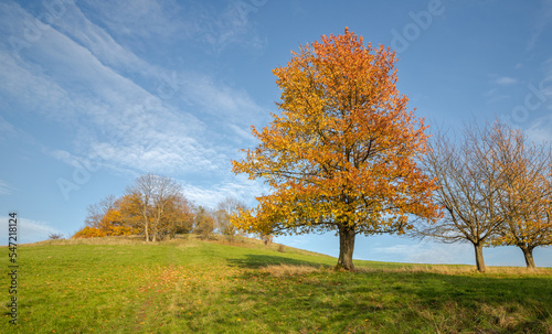 colorful autumn tree with blue sky on sunny day