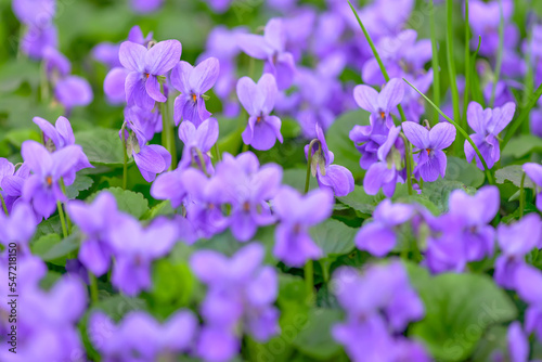 Flower bed with Common violets (Viola Odorata) flowers in bloom, traditional easter flowers, flower background, easter spring background. Ideal for greeting festive postcard