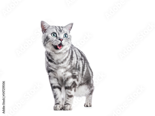 Kitten meow isolated on white. British shorthair silver tabby cat © Photocreo Bednarek