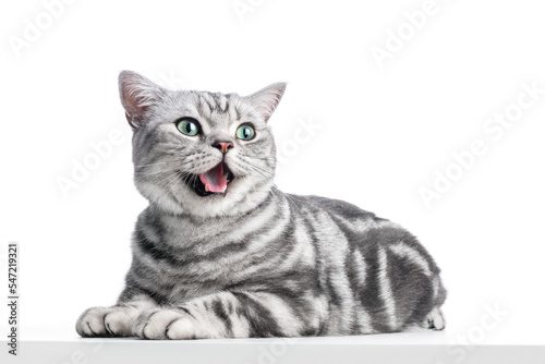 Kitten meow isolated on white. British shorthair silver tabby cat