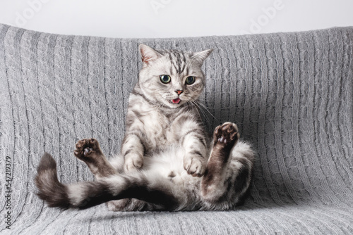 Obraz na plátně Kitten British shorthair silver tabby cat play at home