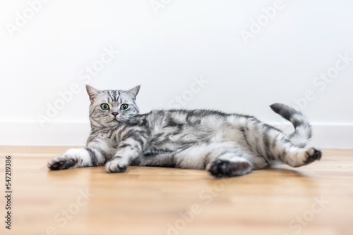 Fotografie, Obraz Kitten British shorthair silver tabby cat at home