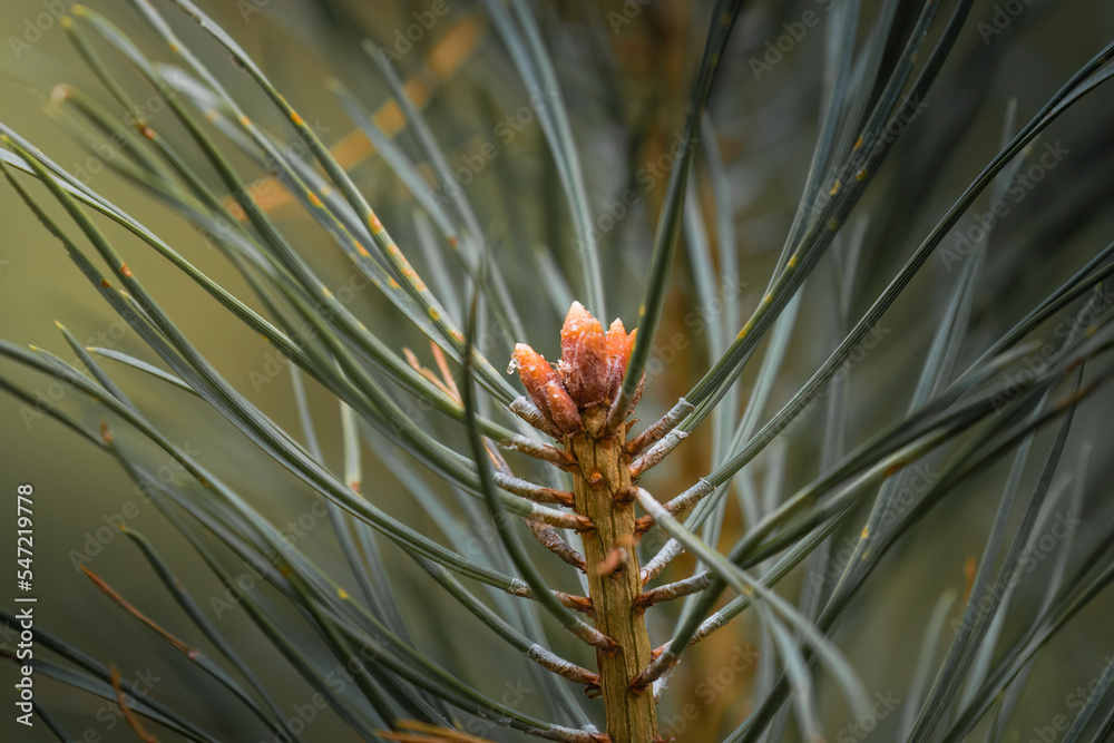Blooming cones on spruce, pine cones, green needles on twigs. Orange flowers from which beautiful cones will grow