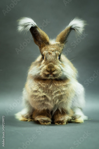 Rabbit natural color, angora breed, on a gray background.