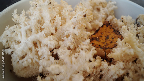 Edible coral white mushroom with birch leaf photo