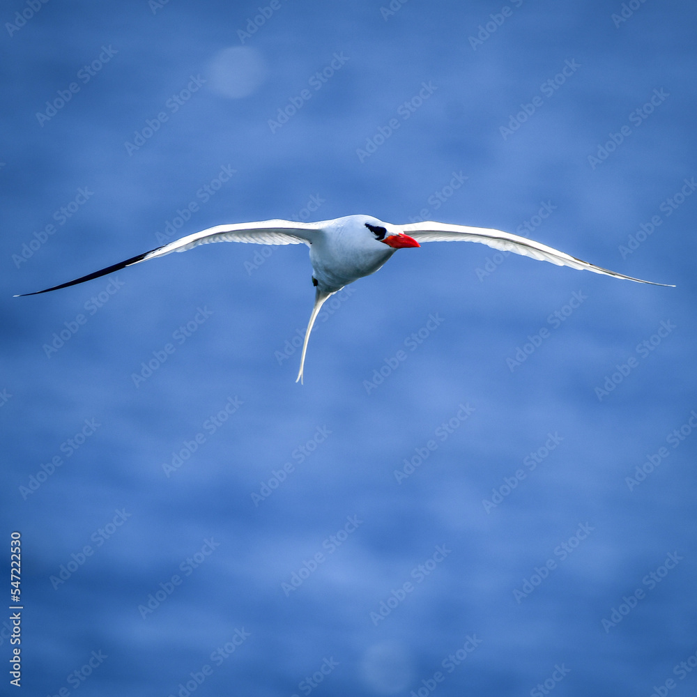 Fototapeta premium Red-billed Tropicbird (Phaethon aethereus)