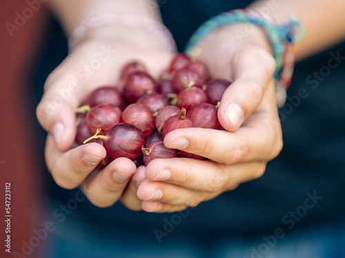 Canvastavla Human holding bunch of bunch of gooseberries
