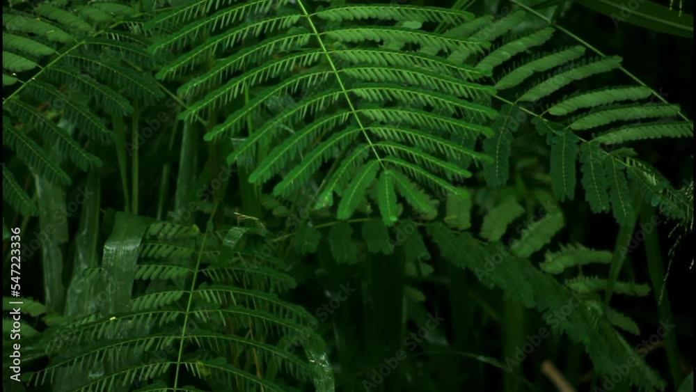fern leaves, raining, rainy day, forest, fern, leaf, plant, nature, forest, leaves, flora, foliage, garden, summer, ferns, tree, growth, pattern, spring, texture, green, abstract, closeup, frond, 