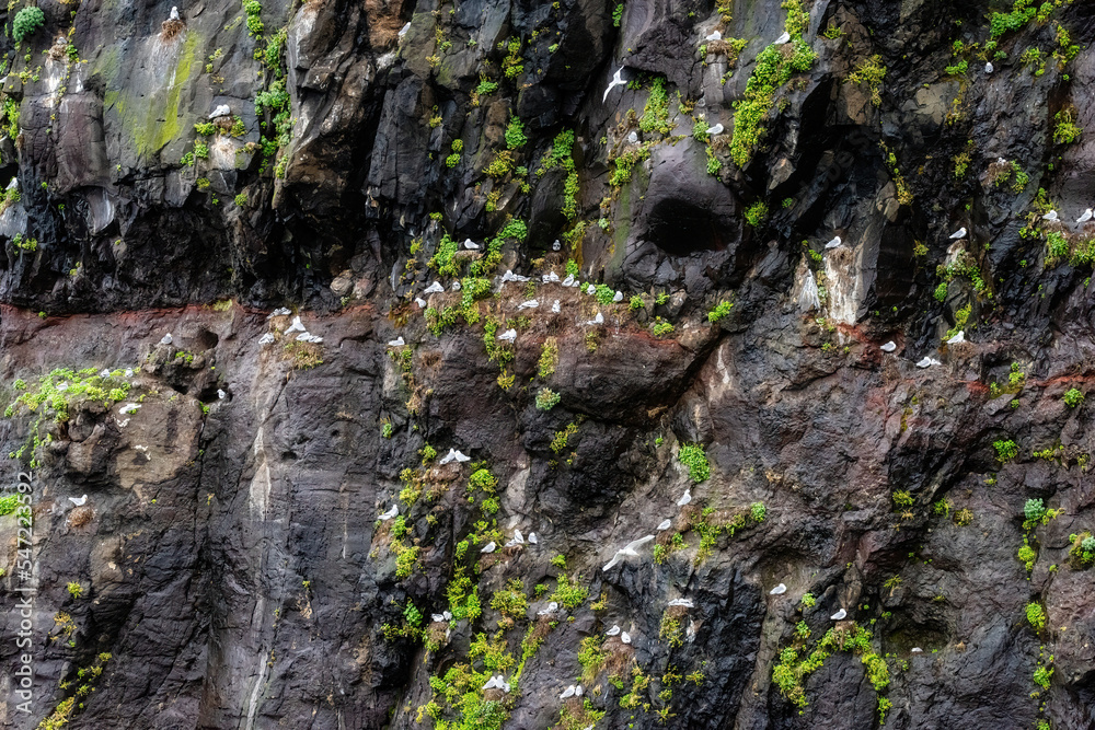 Seagulls and chicks on cliffs Seagulls and chicks on cliffs