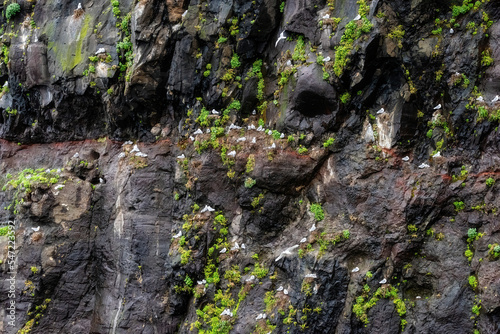 Seagulls and chicks on cliffs