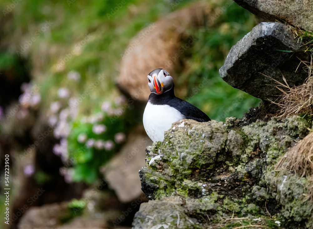 Fototapeta premium Puffins