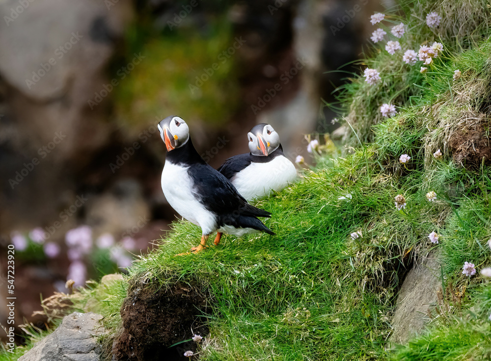 Fototapeta premium Puffins