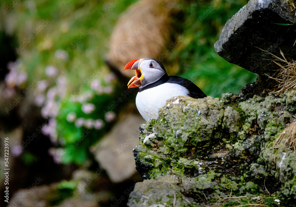 Puffins Puffins